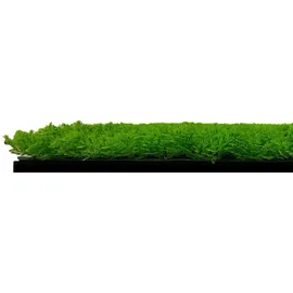JANGAL Wandpaneel Jangal Modular Wall Hellgrün 2 St. 52 x 52 x 2,8 cm