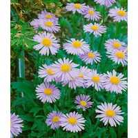 Pflanzen Für Dich Aster tongolensis 'Wartburgstern', gen. p 0,5