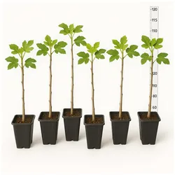 Feigenbaum 100 cm Obstbaum winterhart Ficus Carica, Feige, Obst