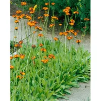 Pflanzen Für Dich Hieracium aurantiacum, Orangerotes Habichtskraut, ca. 9x9