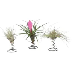 Plant in a Box Tillandsia - Tillandsien auf Spirale 3er Mix Höhe 5-15cm