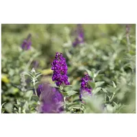 Pflanzen Für Dich Buddleja 'Blue Chip' -S-, Schmetterlingsflieder, blau,