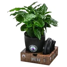 Dehner Kaffeepflanze, Coffea arabica, im To-Go Becher, Dunkelgrün, Schwarz