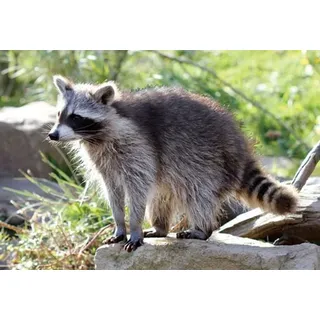 3 D Ansichtskarte Waschbär, Postkarte Wackelkarte Hologrammkarte Tiere Tier Waschbären Waldtier