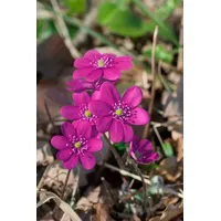 Pflanzen Für Dich Hepatica nobilis f.rubra, Leberblümchen, ca. 9x9