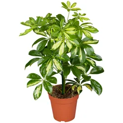 Strahlenaralie - Schefflera arboricola, Höhe 30-40 cm, Ø13cm Topf, 1 Pflanze