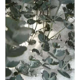 BALDUR Garten 1x Winterharter Eukalyptus Azura® im XXL-Topf, Pflanze im 15 cm-Topf, Eucalyptus gunnii, Azura, winterhart bis -20 °C, mehrjährig,