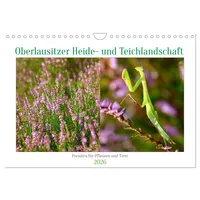 Calvendo Oberlausitzer Heide- und Teichlandschaft (Wandkalender 2026 DIN A4