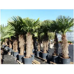 XXXXL 260 - 300 cm Trachycarpus fortunei 120 cm Stamm Hanfpalme, winterharte Palme bis -18°C