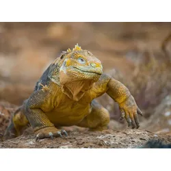 Fototapete PAPERMOON "Galapagos-Leguan", bunt, B:4,00m L:2,60m, Vlies, Tapeten
